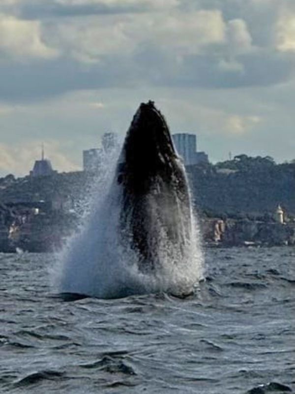 Sydney Harbour Boat Tours whale watching 2026