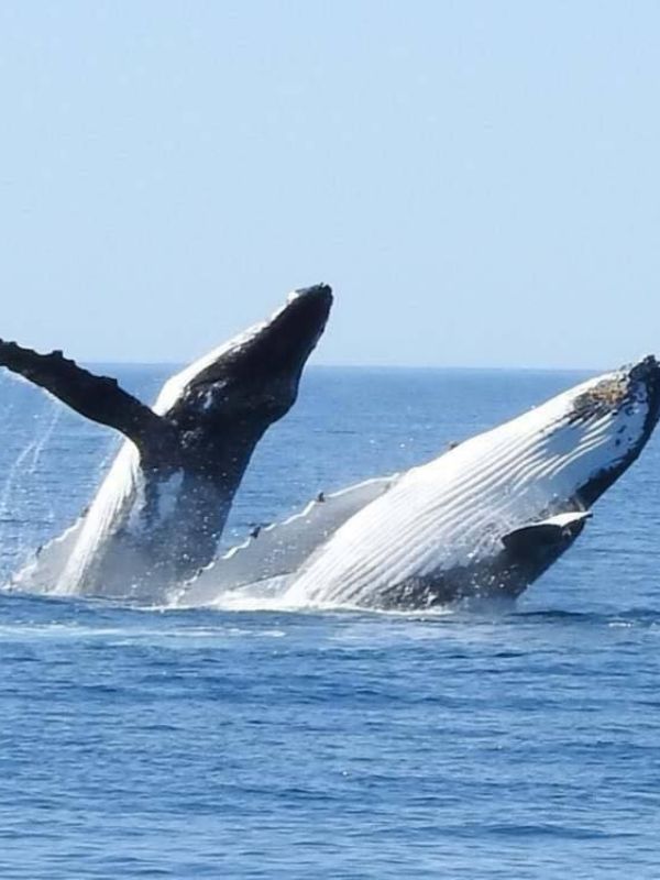 Whale watching from Busselton