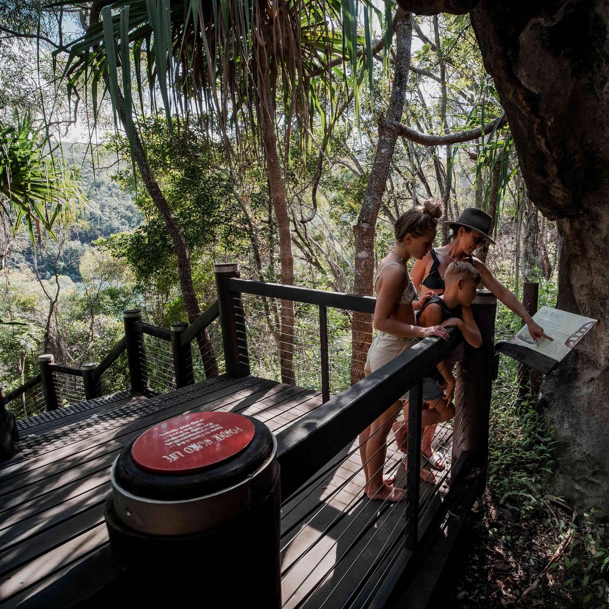 Daintree Rainforest