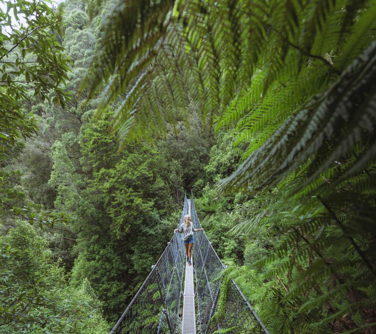 Daintree Rainforest, Queensland