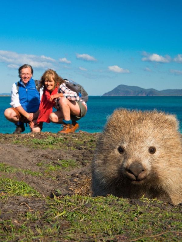 Wombat on The Maria Island Walk
