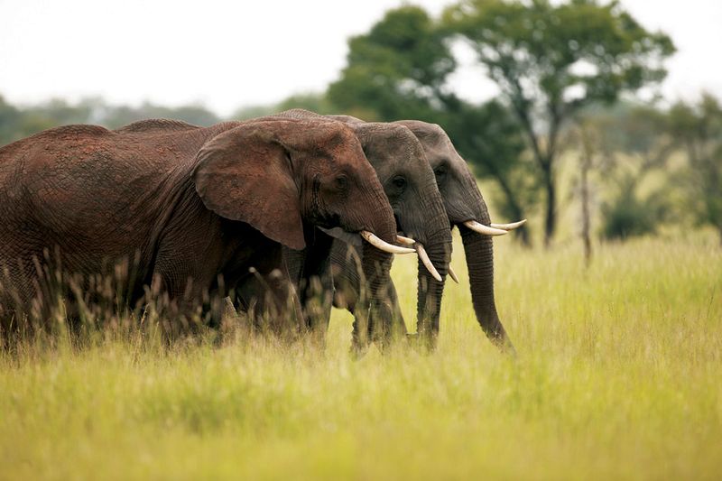 Elephants | Photo Credit: Singita
