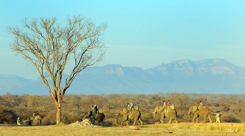 Elephant Safari | Photo Credit: ATTA
