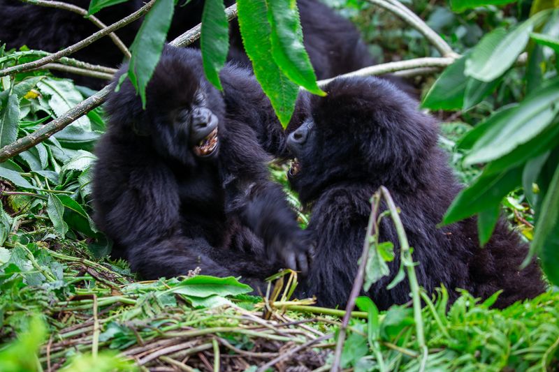 Young mountain gorillas playing together in the forest