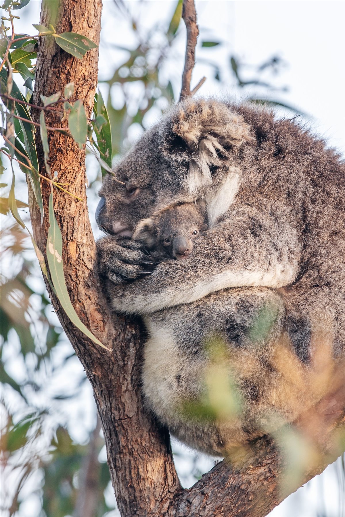 Wildlife, coast, and open country in Australia