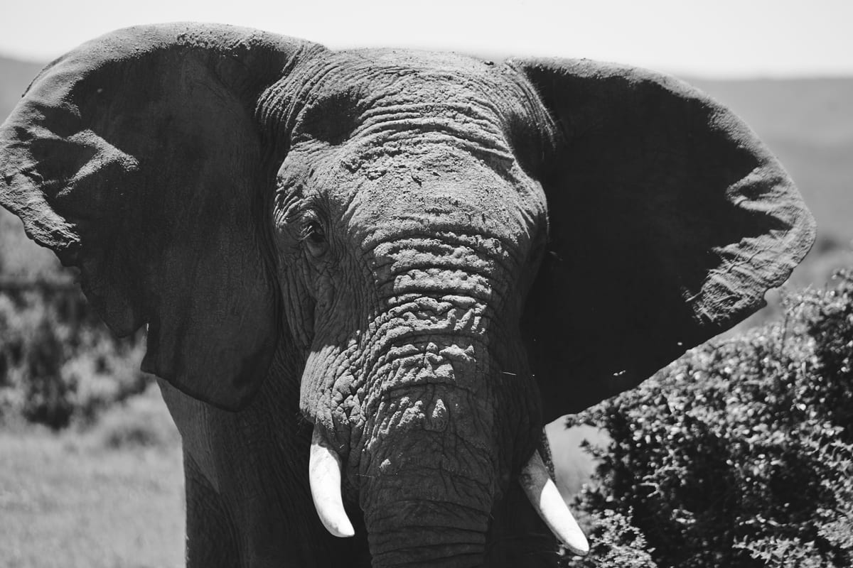 Elephant herd on an Addo Elephant Park excursion from the African Collage journey