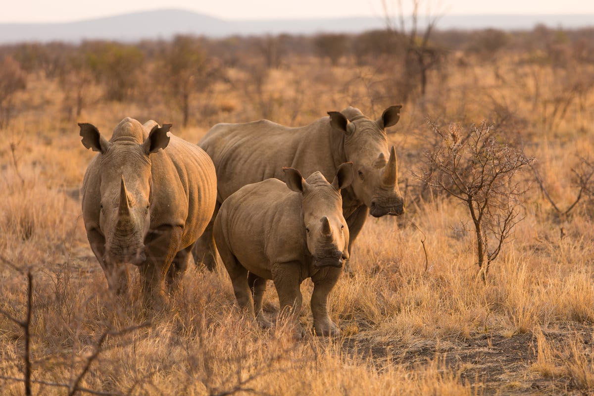 Rhinos sighted on an Eastern Cape game drive from the African Collage journey