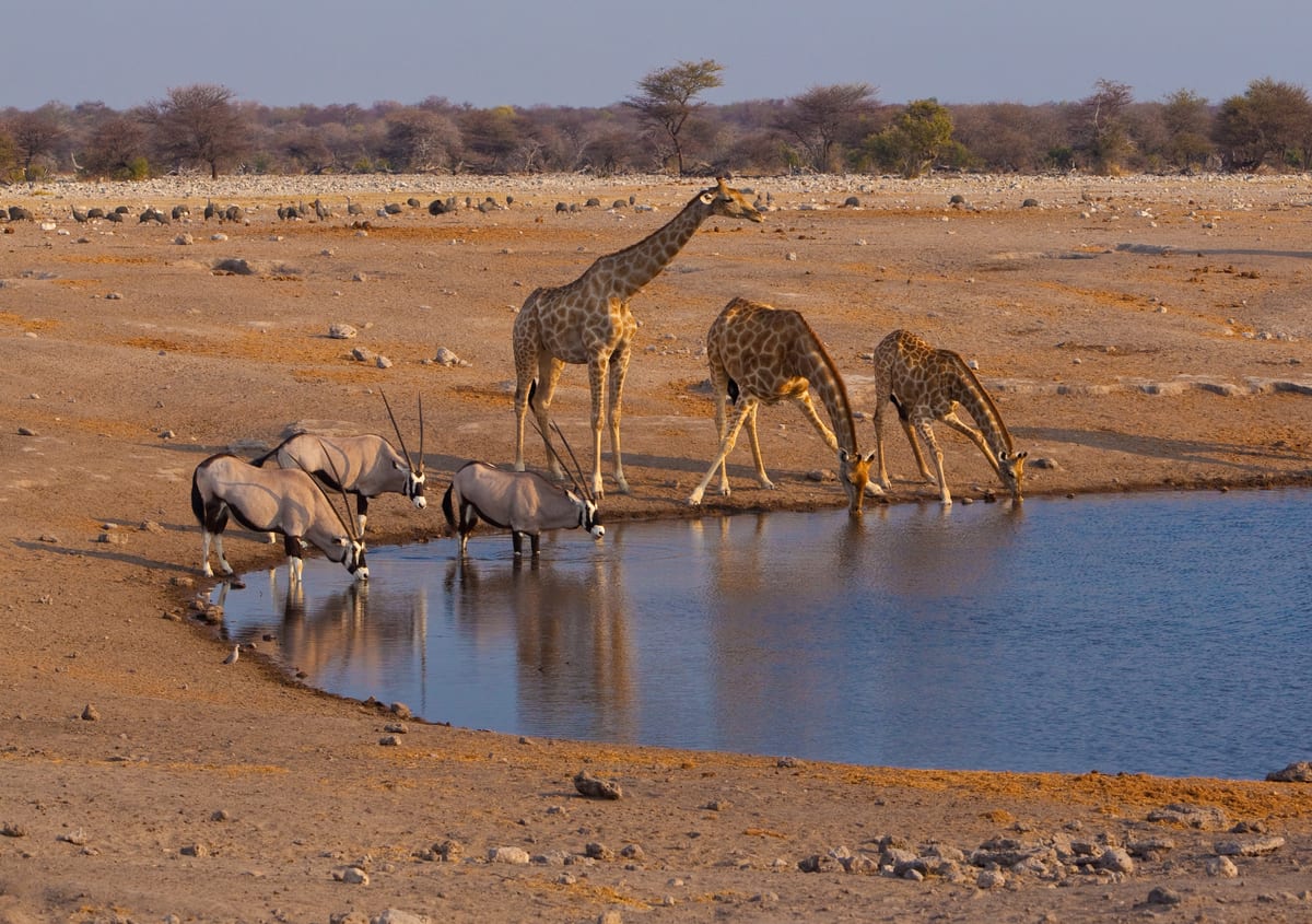 Giraffes on a game drive during the Namibia Safari journey