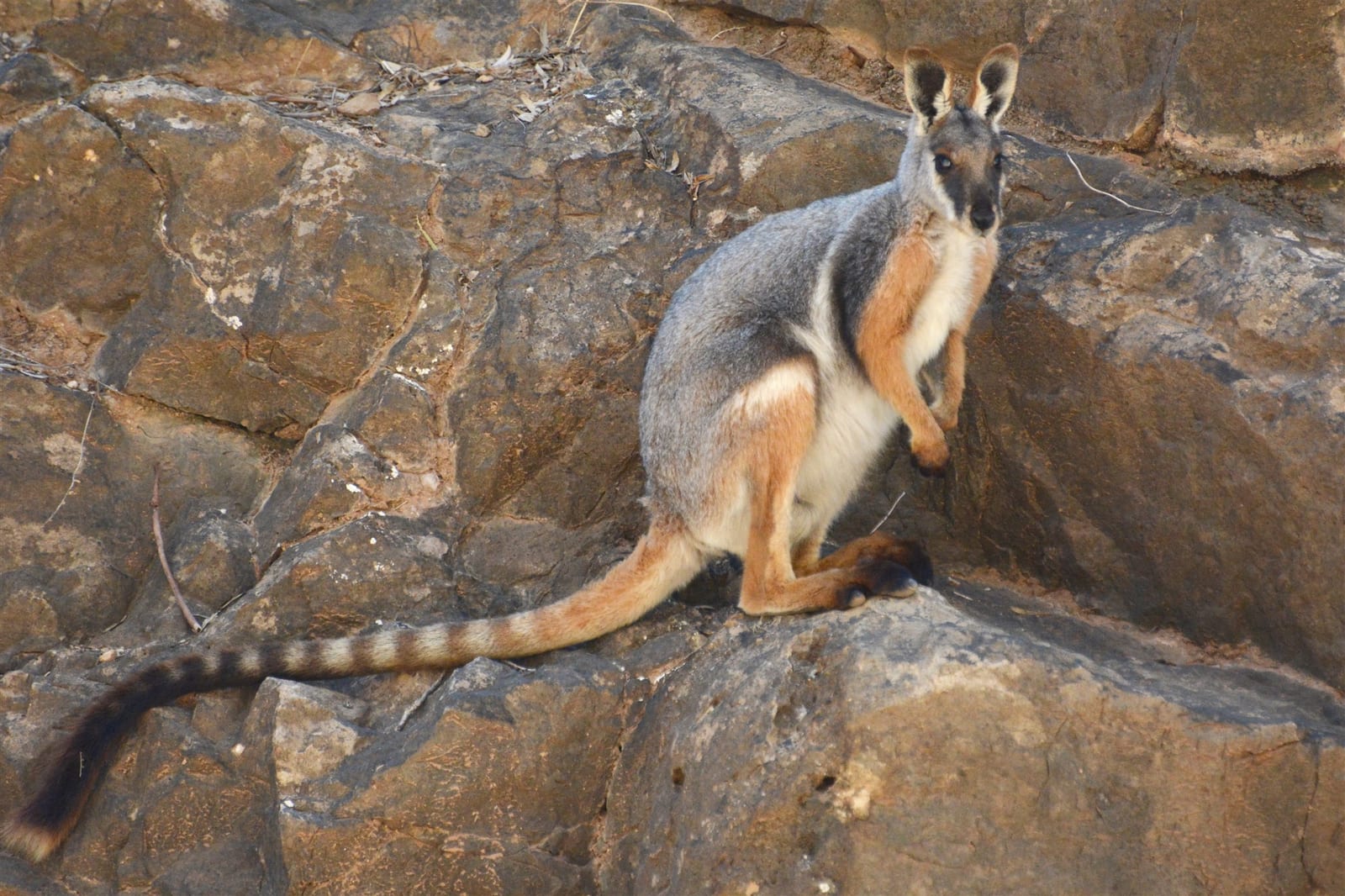 Yellow-footed rock-wallaby standing among rocks in the Flinders Ranges