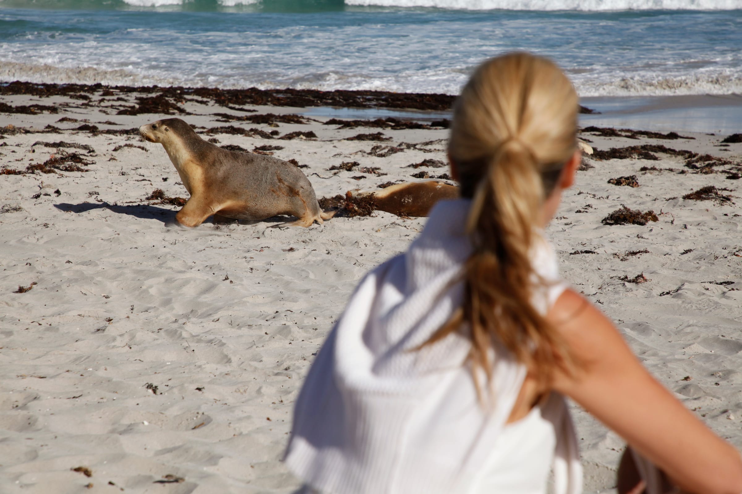 Australian sea lions resting on the beach at Seal Bay on Kangaroo Island