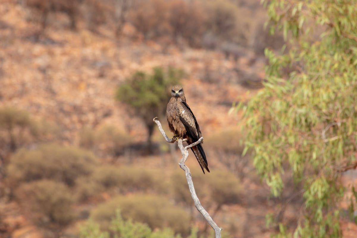 Desert Park near Alice Springs, Northern Territory