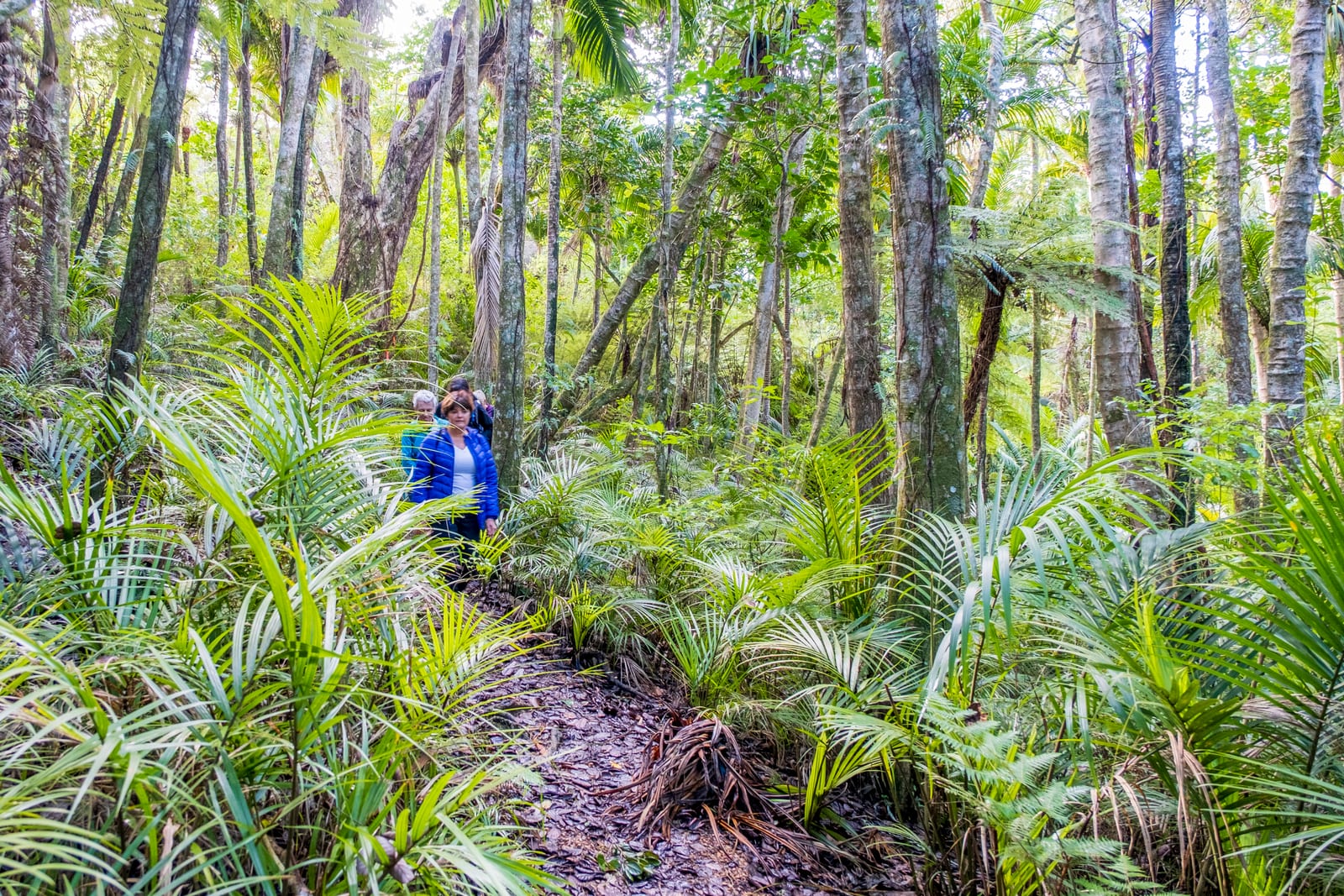 Slow forest walk among native trees on Waiheke Island