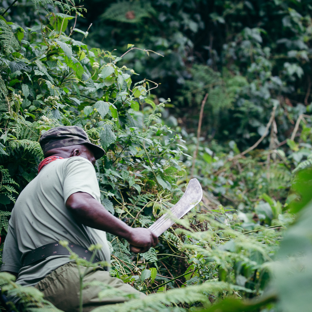A ranger using a machete to clear dense jungle brush during the gorilla trek