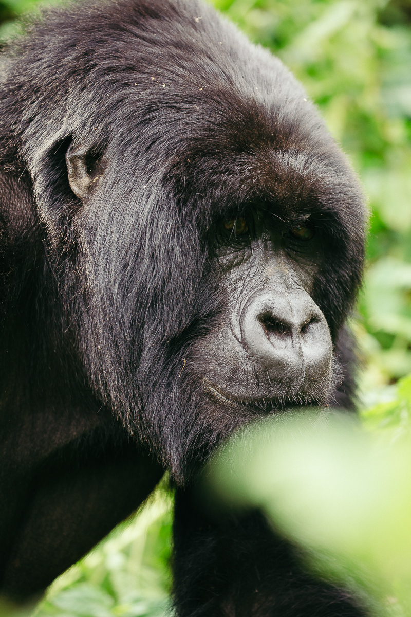A close portrait of a silverback mountain gorilla in the rainforest