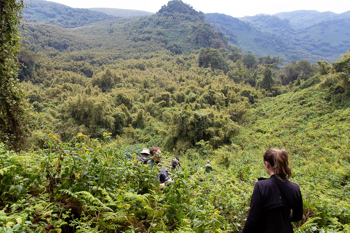 Trekkers descending a lush hillside in Rwanda's Volcanoes National Park