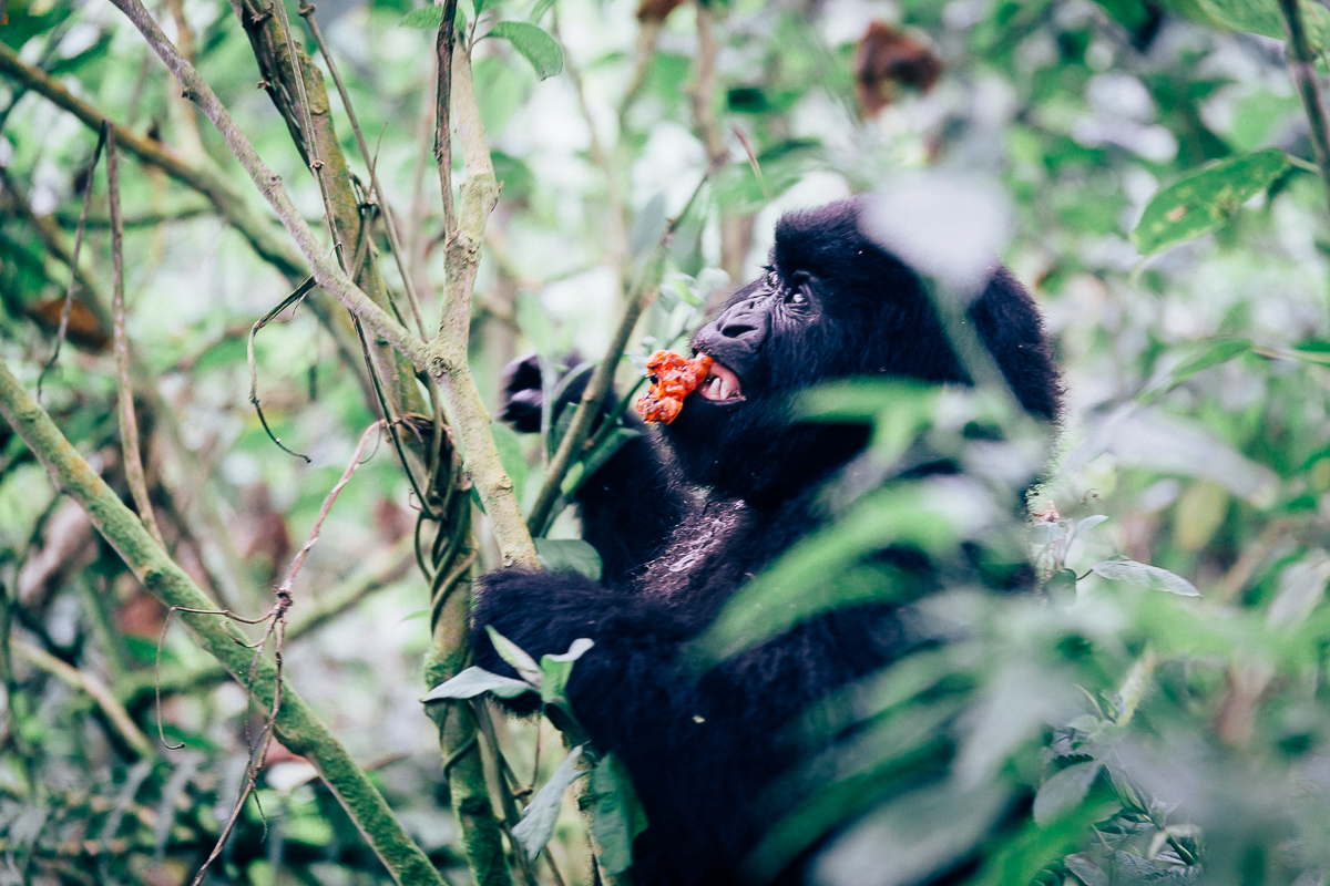 A mountain gorilla feeding in dense jungle foliage
