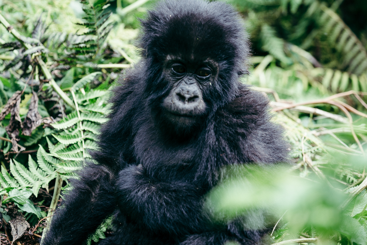 A mountain gorilla sitting in a rainforest clearing