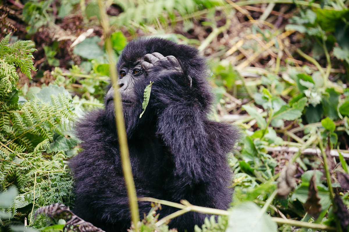 A gorilla resting against bright green rainforest foliage