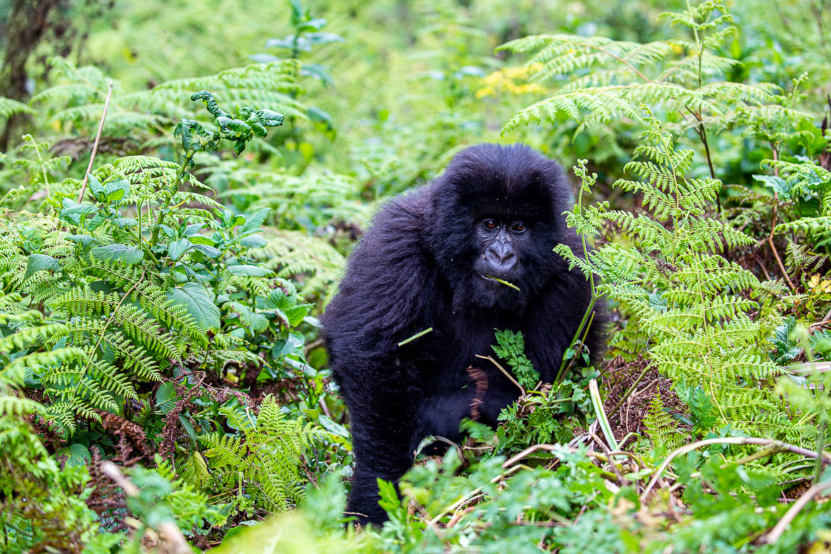 A mountain gorilla resting in bright green foliage
