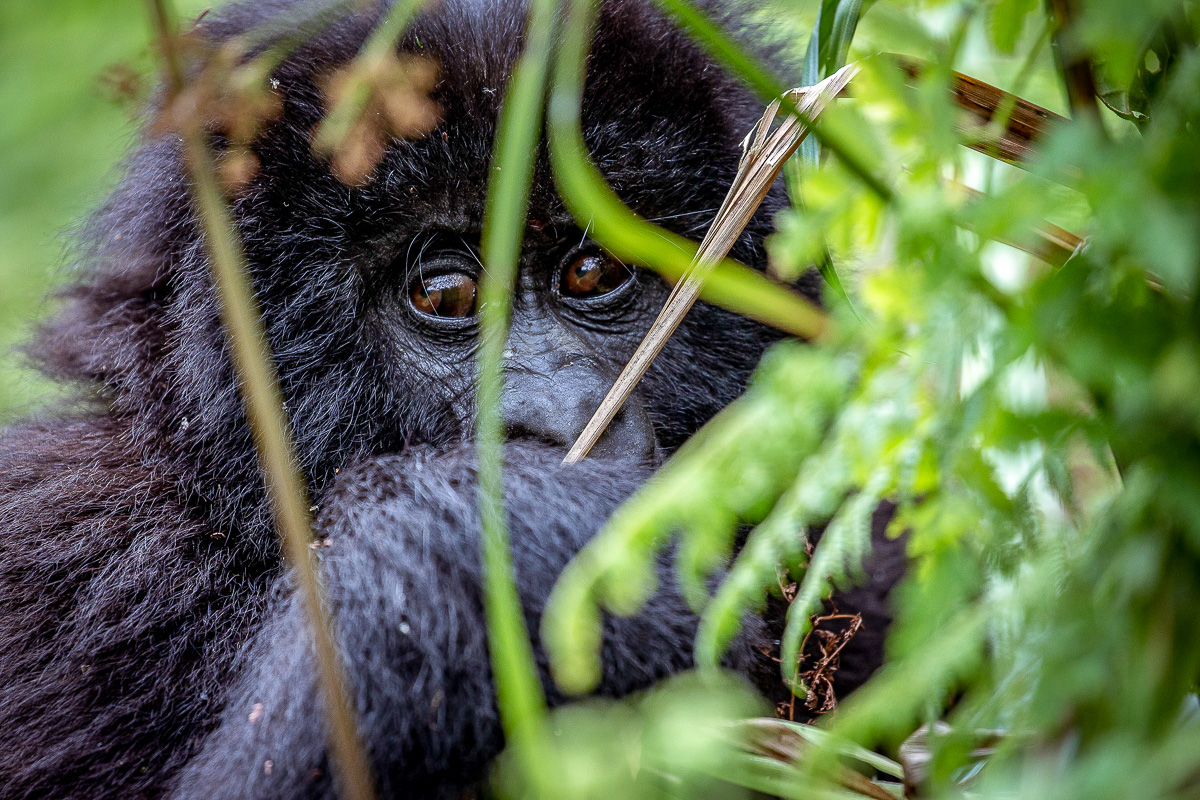A mountain gorilla partly hidden behind rainforest leaves