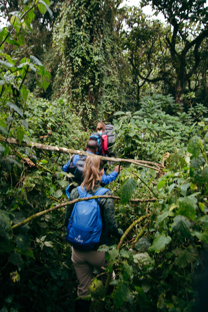 A ranger in blue moving through dense rainforest