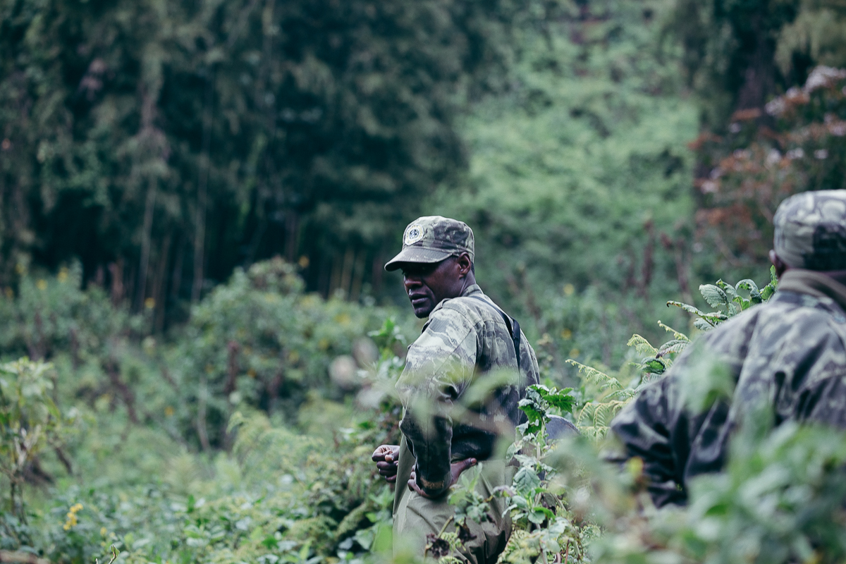 A gorilla family resting in the forest