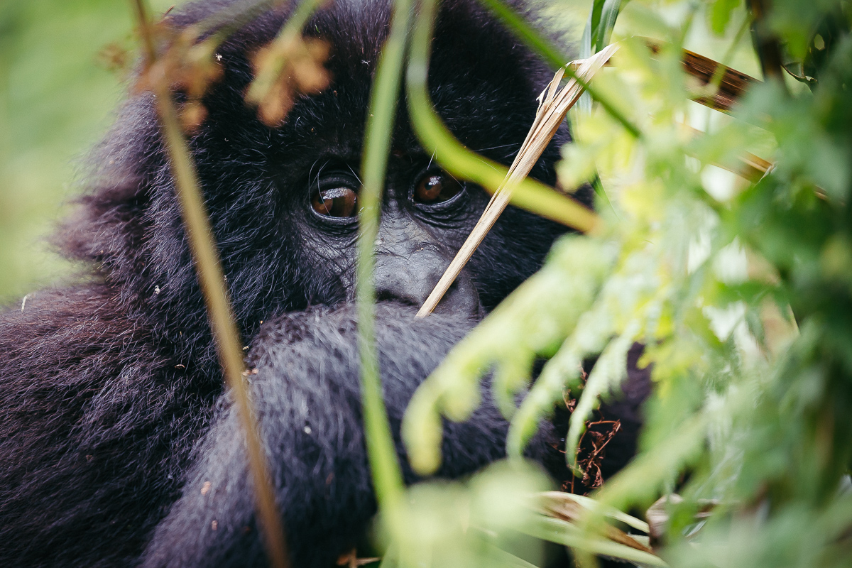 A mountain gorilla partly hidden in the rainforest