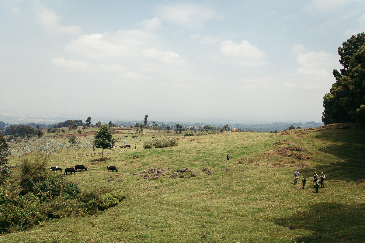 Rwanda farmland and hills under a pale sky