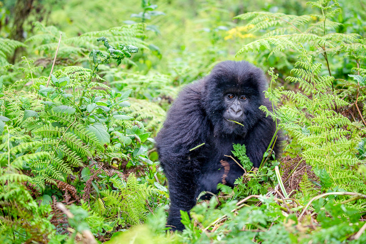 A ranger walking along a rural trail below Rwanda's forested hills