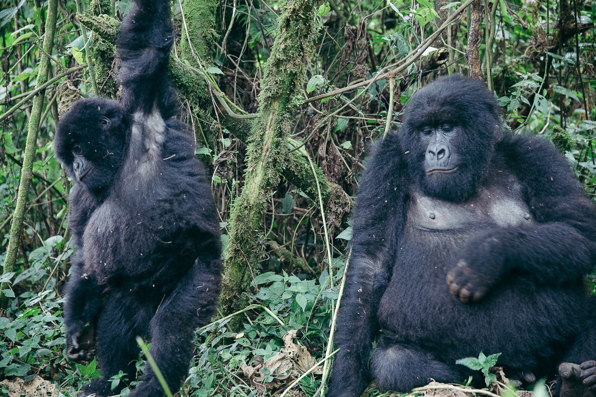 A silverback mountain gorilla sitting beside a young gorilla in the rainforest