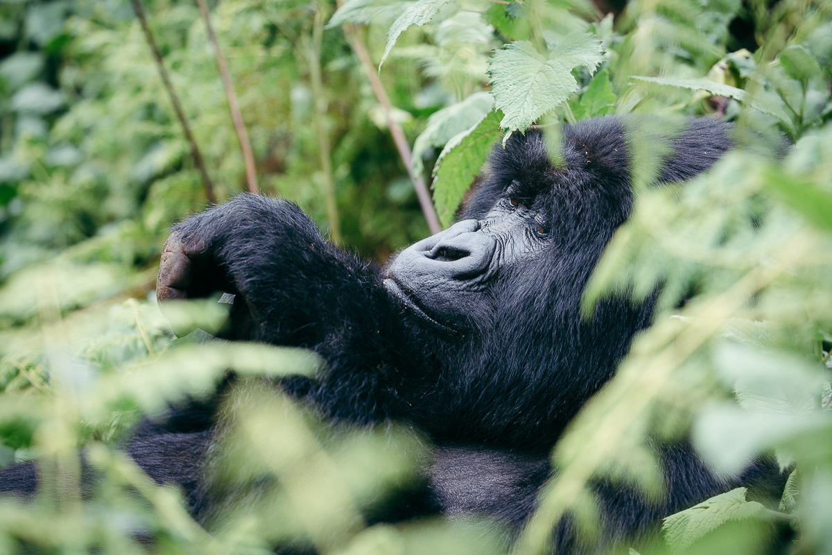A silverback gorilla resting in fern-covered rainforest