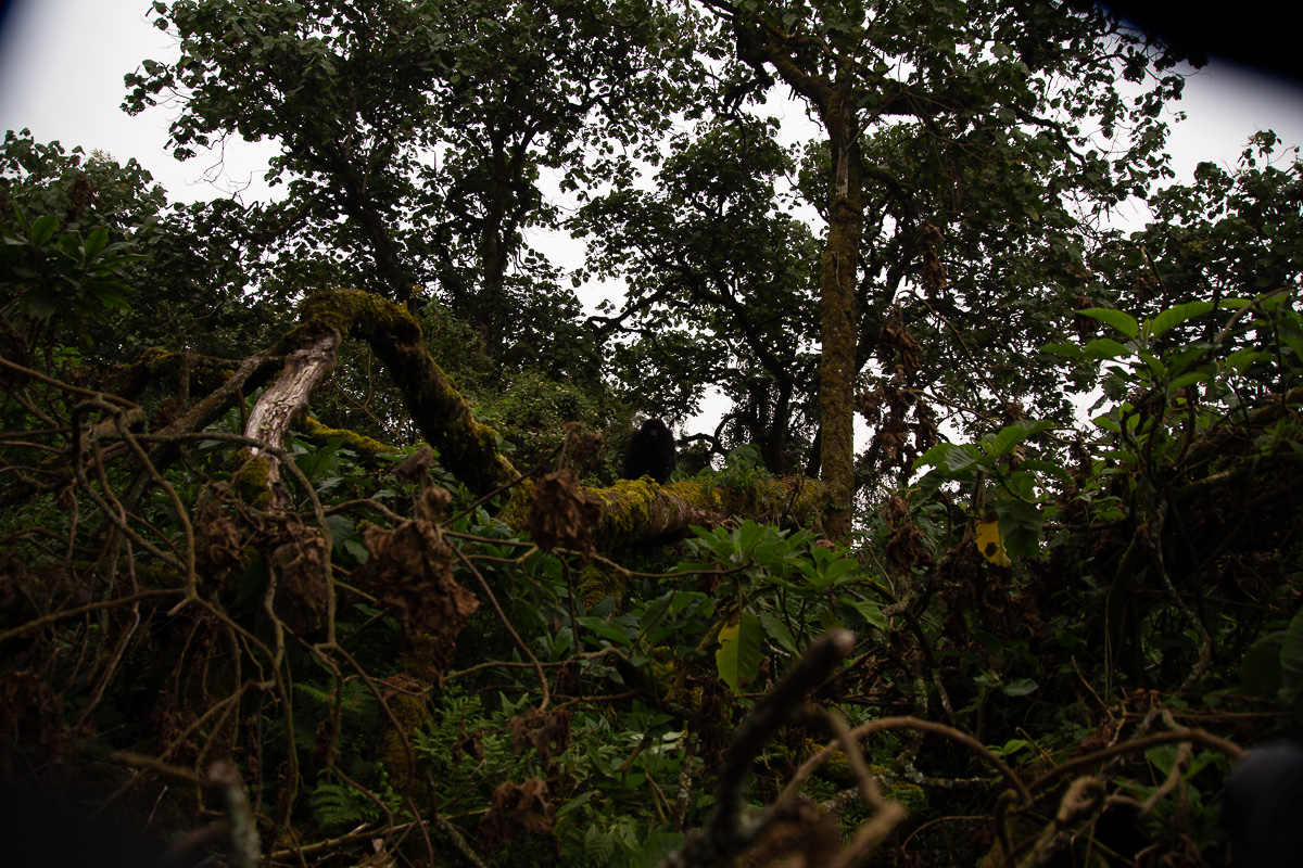 A wide view across the slopes near Volcanoes National Park