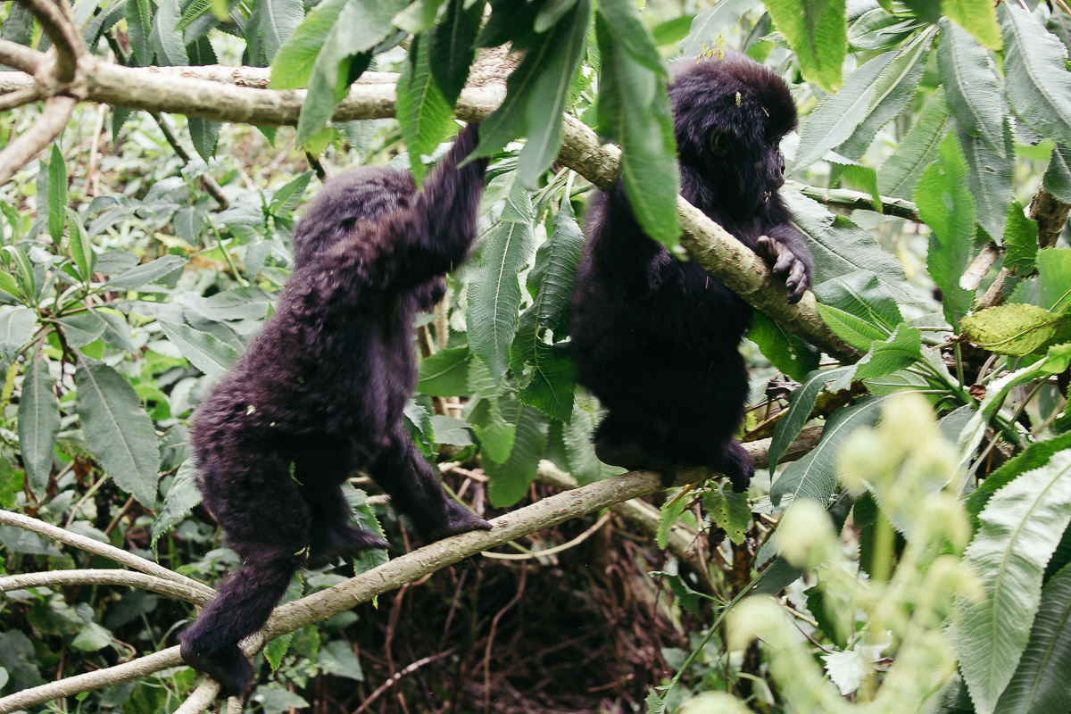 Young mountain gorillas climbing through leafy branches in Volcanoes National Park